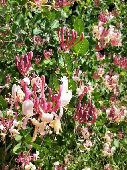 Lonicera Etrusca יערה איטלקית.jpg