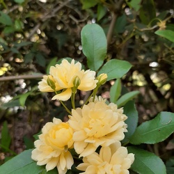 Rosa banksiae ורד בנקסי