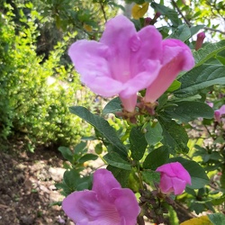 Mansoa alliacea מנסואה שומית