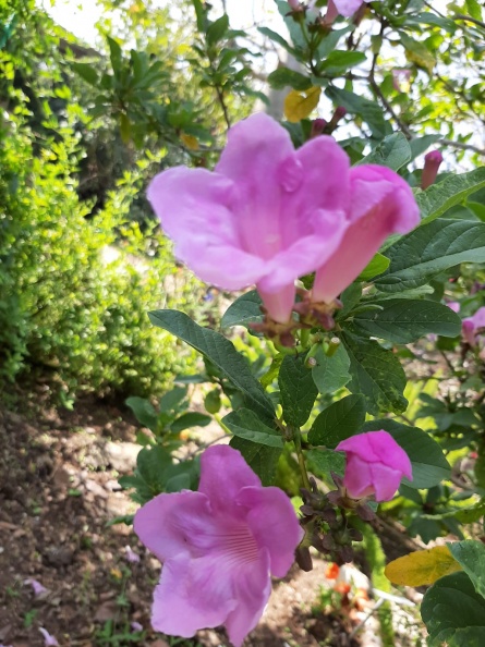 Mansoa alliacea מנסואה שומית.jpg