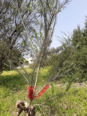 Calothamnus קלותמנוס 2020