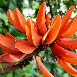 Erythrina אלמוגן