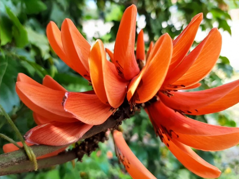 Erythrina אלמוגן.jpg