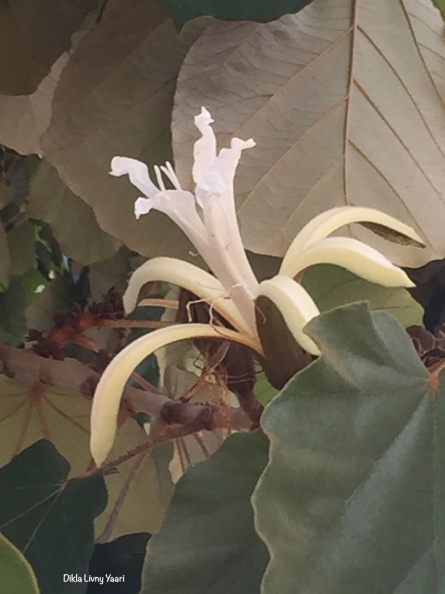 Pterospermum acerifolium כנוף זרע אדרי.jpg