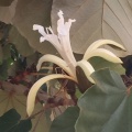 Pterospermum acerifolium כנוף זרע אדרי