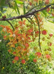 Cassia brewsteri כסיה ברוסטרי