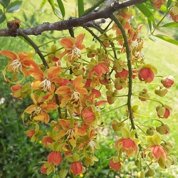 Cassia brewsteri כסיה ברוסטרי