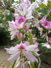 Bauhinia variegata בוהיניה מגוונת