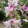 Bauhinia variegata בוהיניה מגוונת.jpg