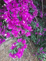 Bougainvillea בוגנוויליה