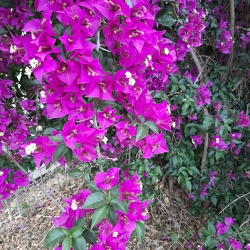  בוגנוויליה Bougainvillea