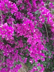 Bougainvillea בוגנוויליה