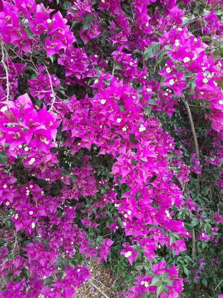 Bougainvillea בוגנוויליה.jpg