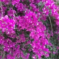 Bougainvillea בוגנוויליה