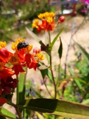 asclepias curassavica אסקלפיאס אדום