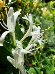 Lonicera japonica יערה יפנית