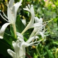 Lonicera japonica יערה יפנית.jpg