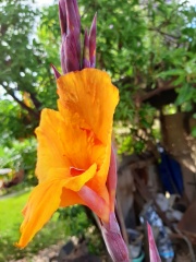 Canna indica קנה הודית