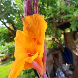 Canna indica קנה הודית