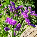 Limonium sinuatum עדעד כחול