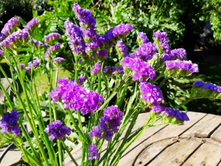 Limonium sinuatum עדעד כחול