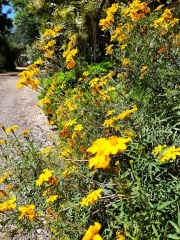 Tagetes lemmonii טגטס לימוני