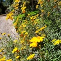 Tagetes lemmonii טגטס לימוני.jpg