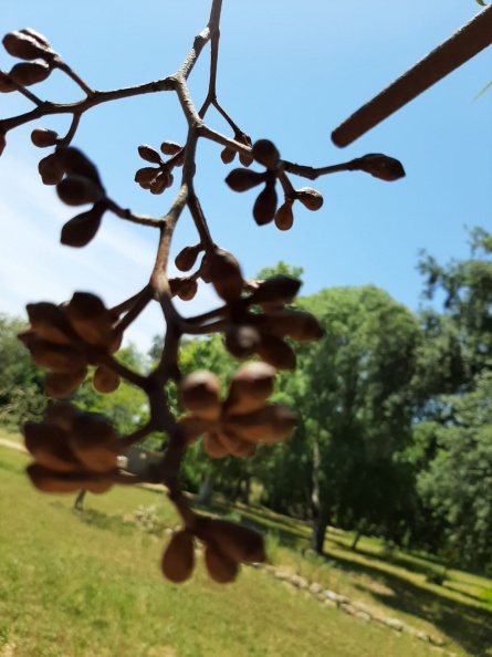 Eucalyptus Torelliana אקליפטוס טורלי.jpg