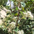 Cotoneaster pannosus חבושית לבידה.jpg