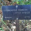 Cotoneaster pannosus חבושית לבידה שלט