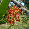 Cassia brewsteri כסיה ברוסטרי