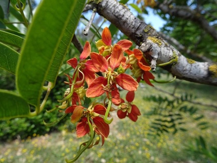 Cassia brewsteri כסיה ברוסטרי