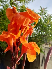 Canna indica קנה הודית