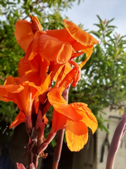 Canna indica קנה הודית.jpg