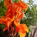 Canna indica קנה הודית.jpg