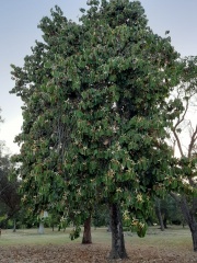 pterospermum acerifolium כנוף זרע אדרי