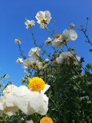 romneya coulteri רומניאה קליפורנית