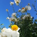 romneya coulteri רומניאה קליפורנית.jpg