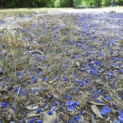 Bolusanthus speciosus בולוסנטוס נאה