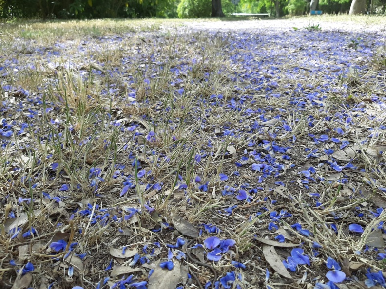 Bolusanthus speciosus בולוסנתוס נאה.jpg