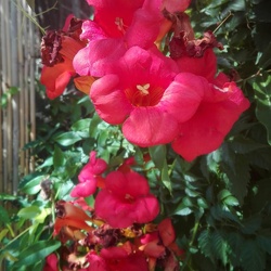 Campsis radicans עקולית משרישה