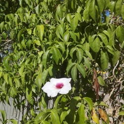 Pandorea jasminoides פנדוריאה יסמינית