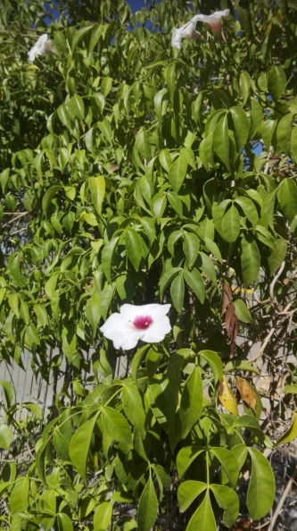 Pandorea jasminoides פנדוריאה יסמינית.jpeg