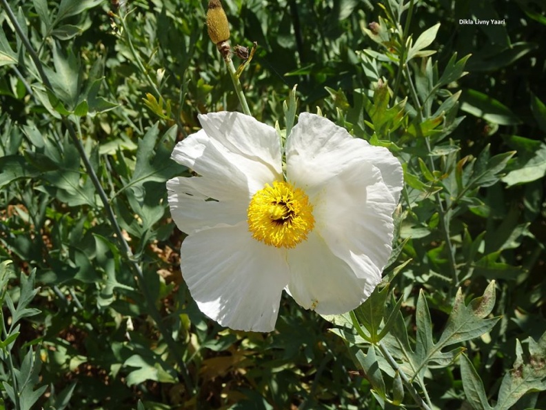 romneya coulteri רומניאה קליפורנית.jpg