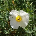 romneya coulteri רומניאה קליפורנית.jpg