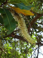 גרוילאה היל Grevillea hilliana