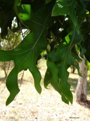 גרוילאה היל Grevillea hilliana