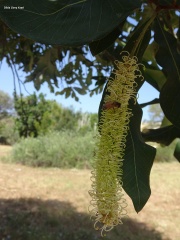 גרוילאה היל Grevillea hilliana