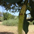 גרוילאה היל Grevillea hilliana