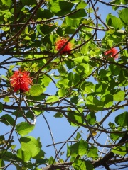 Erythrina abyssinica אלמוגן אתיופי